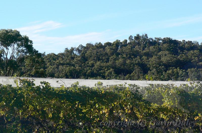 Symphony Hill vineyard P1070890.JPG